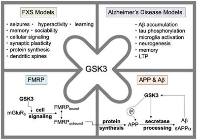 Testing Fmr1KO Phenotypes in Response to GSK3 Inhibitors: SB216763 versus AFC03127